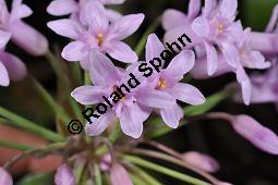 Tulbaghia fragrans, Duftende Kaplilie, Duftende Tulbaghie, Liliaceae / Alliaceae, Tulbaghia fragrans, Duftende Kaplilie, Duftende Tulbaghie, Blühend Kauf von 07021_tulbaghia_fragrans_dsc_1614.jpg