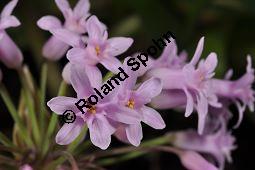 Tulbaghia fragrans, Duftende Kaplilie, Duftende Tulbaghie, Liliaceae / Alliaceae, Tulbaghia fragrans, Duftende Kaplilie, Duftende Tulbaghie, Blühend Kauf von 07021_tulbaghia_fragrans_dsc_1615.jpg