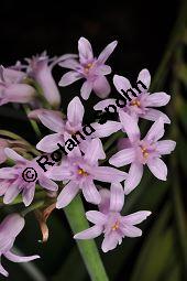 Tulbaghia fragrans, Duftende Kaplilie, Duftende Tulbaghie, Liliaceae / Alliaceae, Tulbaghia fragrans, Duftende Kaplilie, Duftende Tulbaghie, Blühend Kauf von 07021_tulbaghia_fragrans_dsc_1616.jpg