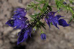 Schlanker Gamander, Teucrium procerum, Lamiaceae, Teucrium procerum, Schlanker Gamander, Blühend Kauf von 07026_teucrium_procerum_dsc_1647.jpg