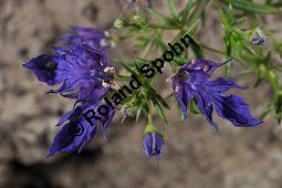 Schlanker Gamander, Teucrium procerum, Lamiaceae, Teucrium procerum, Schlanker Gamander, Blühend Kauf von 07026_teucrium_procerum_dsc_1648.jpg