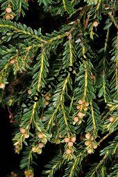 Europäische Eibe 'Adpressa Aurea', Taxus baccata 'Adpressa Aurea', Taxaceae, Taxus baccata 'Adpressa Aurea', Europäische Eibe 'Adpressa Aurea', Zweige mit männlichen Knospen Kauf von 07027_taxus_baccata_adpressa_aurea_dsc_1657.jpg