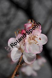 Davids Pfirsich 'Rubra', Prunus davidiana 'Rubra', Rosaceae, Prunus davidiana 'Rubra', Davids Pfirsich 'Rubra', Blühend Kauf von 07031_prunus_davidiana_rubra_dsc_1721.jpg