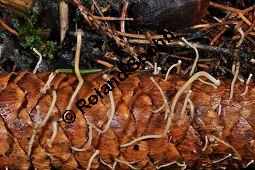 Fichtenzapfenrübling, Fichten-Zapfenrübling, Fichtenzapfen-Nagelschwamm, Gewöhnlicher Zapfenrübling, Strobilurus esculentus, Basidiomyceten, Strobilurus esculentus, Fichtenzapfenrübling, Fichten-Zapfenrübling, Fichtenzapfen-Nagelschwamm, Fruchtkörper auf Zapfen von Gewöhnlicher Fichte, Picea abies Kauf von 07032_strobilurus_esculentus_dsc_1570.jpg