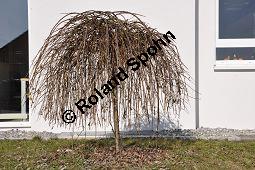 Hänge-Kätzchen-Weide, Sal-Weide 'Pendula', Salix caprea 'Pendula', Salicaceae, Salix caprea 'Pendula', Hänge-Kätzchen-Weide, Sal-Weide 'Pendula', unreif fruchtend Kauf von 07053_salix_caprea_pendula_dsc_1944.jpg