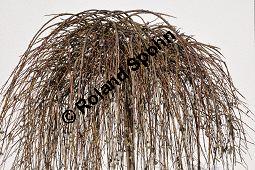 Hänge-Kätzchen-Weide, Sal-Weide 'Pendula', Salix caprea 'Pendula', Salicaceae, Salix caprea 'Pendula', Hänge-Kätzchen-Weide, Sal-Weide 'Pendula', unreif fruchtend Kauf von 07053_salix_caprea_pendula_dsc_1946.jpg