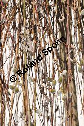 Hänge-Kätzchen-Weide, Sal-Weide 'Pendula', Salix caprea 'Pendula', Salicaceae, Salix caprea 'Pendula', Hänge-Kätzchen-Weide, Sal-Weide 'Pendula', unreif fruchtend Kauf von 07053_salix_caprea_pendula_dsc_1949.jpg