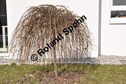 Hänge-Kätzchen-Weide, Sal-Weide 'Pendula', Salix caprea 'Pendula', Salicaceae, Salix caprea 'Pendula', Hänge-Kätzchen-Weide, Sal-Weide 'Pendula', unreif fruchtend Kauf von 07053_salix_caprea_pendula_dsc_1951.jpg
