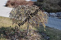 Hänge-Kätzchen-Weide, Sal-Weide 'Pendula', Salix caprea 'Pendula', Salicaceae, Salix caprea 'Pendula', Hänge-Kätzchen-Weide, Sal-Weide 'Pendula', unreif fruchtend Kauf von 07053_salix_caprea_pendula_dsc_2047.jpg