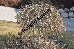 Hänge-Kätzchen-Weide, Sal-Weide 'Pendula', Salix caprea 'Pendula', Salicaceae, Salix caprea 'Pendula', Hänge-Kätzchen-Weide, Sal-Weide 'Pendula', unreif fruchtend Kauf von 07053_salix_caprea_pendula_dsc_2051.jpg