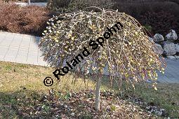 Hänge-Kätzchen-Weide, Sal-Weide 'Pendula', Salix caprea 'Pendula', Salicaceae, Salix caprea 'Pendula', Hänge-Kätzchen-Weide, Sal-Weide 'Pendula', unreif fruchtend Kauf von 07053_salix_caprea_pendula_dsc_2052.jpg