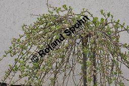 Hänge-Kätzchen-Weide, Sal-Weide 'Pendula', Salix caprea 'Pendula', Salicaceae, Salix caprea 'Pendula', Hänge-Kätzchen-Weide, Sal-Weide 'Pendula', unreif fruchtend Kauf von 07053_salix_caprea_pendula_dsc_3406.jpg