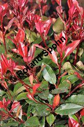 Rotlaubige Glanzmispel, Rotlaubige Lorbeermispel, Photinia x fraseri 'Red Robin', Photinia fraseri 'Red Robin', Rosaceae, Photinia x fraseri 'Red Robin', Photinia fraseri 'Red Robin', Rotlaubige Glanzmispel, Rotlaubige Lorbeermispel, Beblttert Kauf von 07055_photinia_fraseri_littleredrobin_dsc_2022.jpg