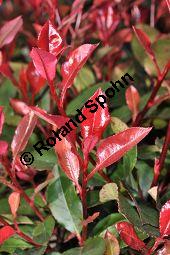 Rotlaubige Glanzmispel, Rotlaubige Lorbeermispel, Photinia x fraseri 'Red Robin', Photinia fraseri 'Red Robin', Rosaceae, Photinia x fraseri 'Red Robin', Photinia fraseri 'Red Robin', Rotlaubige Glanzmispel, Rotlaubige Lorbeermispel, Beblättert Kauf von 07055_photinia_fraseri_littleredrobin_dsc_2023.jpg