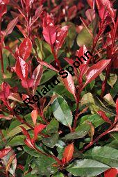 Rotlaubige Glanzmispel, Rotlaubige Lorbeermispel, Photinia x fraseri 'Red Robin', Photinia fraseri 'Red Robin', Rosaceae, Photinia x fraseri 'Red Robin', Photinia fraseri 'Red Robin', Rotlaubige Glanzmispel, Rotlaubige Lorbeermispel, Beblättert Kauf von 07055_photinia_fraseri_littleredrobin_dsc_2025.jpg