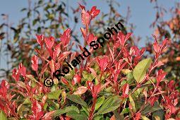 Rotlaubige Glanzmispel, Rotlaubige Lorbeermispel, Photinia x fraseri 'Red Robin', Photinia fraseri 'Red Robin', Rosaceae, Photinia x fraseri 'Red Robin', Photinia fraseri 'Red Robin', Rotlaubige Glanzmispel, Rotlaubige Lorbeermispel, Beblttert Kauf von 07055_photinia_fraseri_littleredrobin_dsc_2028.jpg