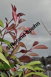 Rotlaubige Glanzmispel, Rotlaubige Lorbeermispel, Photinia x fraseri 'Red Robin', Photinia fraseri 'Red Robin', Rosaceae, Photinia x fraseri 'Red Robin', Photinia fraseri 'Red Robin', Rotlaubige Glanzmispel, Rotlaubige Lorbeermispel, Beblttert Kauf von 07055_photinia_fraseri_red_robin_dsc_1459.jpg