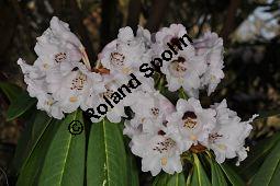Schöner Rhododendron, Rhododendron calophytum, Ericaceae, Rhododendron calophytum, Schöner Rhododendron, Blühend Kauf von 07056_rhododendron_calophytum_dsc_2074.jpg