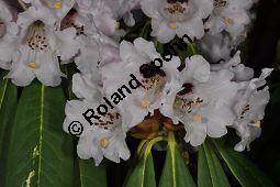 Schöner Rhododendron, Rhododendron calophytum, Ericaceae, Rhododendron calophytum, Schöner Rhododendron, Blühend Kauf von 07056_rhododendron_calophytum_dsc_2075.jpg