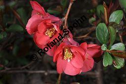 Chinesische Zierquitte 'Umbilicata', Chaenomeles speciosa 'Umbilicata', Rosaceae, Chaenomeles speciosa, Chaenomeles lagenaria, Choenomeles speciosa 'Umbilicata', Chaenomeles speciosa 'Umbilicata', Chinesische Zierquitte 'Umbilicata', Chinesische Scheinquitte 'Umbilicata', Blhend Kauf von 07062_chaenomeles_speciosa_umbilicata_dsc_3491.jpg