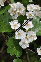 Rosaceae, Crataegus subsphaericea, Verschiedenzähniger Weißdorn, Blühend Kauf von 07067_crataegus_subsphaericea_dsc_3752.jpg
