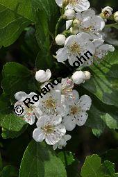 Rosaceae, Crataegus subsphaericea, Verschiedenzähniger Weißdorn, Blühend Kauf von 07067_crataegus_subsphaericea_dsc_3753.jpg