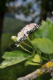 Rosaceae, Crataegus subsphaericea, Verschiedenzähniger Weißdorn, Blühend Kauf von 07067_crataegus_subsphaericea_dsc_3754.jpg