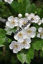 Rosaceae, Crataegus subsphaericea, Verschiedenzähniger Weißdorn, Blühend Kauf von 07067_crataegus_subsphaericea_dsc_3755.jpg