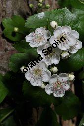 Rosaceae, Crataegus subsphaericea, Verschiedenzähniger Weißdorn, Blühend Kauf von 07067_crataegus_subsphaericea_dsc_3756.jpg