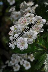 Rosaceae, Crataegus subsphaericea, Verschiedenzähniger Weißdorn, Blühend Kauf von 07067_crataegus_subsphaericea_dsc_3757.jpg
