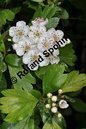 Rosaceae, Crataegus subsphaericea, Verschiedenzähniger Weißdorn, Blühend Kauf von 07067_crataegus_subsphaericea_dsc_3758.jpg