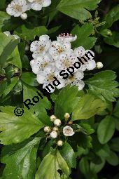 Rosaceae, Crataegus subsphaericea, Verschiedenzähniger Weißdorn, Blühend Kauf von 07067_crataegus_subsphaericea_dsc_3759.jpg