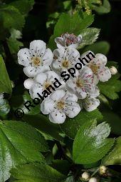 Rosaceae, Crataegus subsphaericea, Verschiedenzähniger Weißdorn, Blühend Kauf von 07067_crataegus_subsphaericea_dsc_3760.jpg