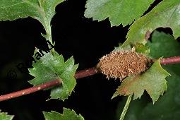 Wilde Weißdorn-Hybride, Crataegus Hybride, Crataegus Hybride, Wilde Weißdorn-Hybride, Rosaceae, Galle, Galle durch Rostpilz Gymnosporangium clavariaeforme Kauf von 07068_crataegus_hybride_dsc_1967.jpg