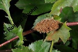 Wilde Weißdorn-Hybride, Crataegus Hybride, Crataegus Hybride, Wilde Weißdorn-Hybride, Rosaceae, Galle, Galle durch Rostpilz Gymnosporangium clavariaeforme Kauf von 07068_crataegus_hybride_dsc_1968.jpg