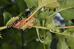 Wilde Weißdorn-Hybride, Crataegus Hybride, Crataegus Hybride, Wilde Weißdorn-Hybride, Rosaceae, Galle, Galle durch Rostpilz Gymnosporangium clavariaeforme Kauf von 07068_crataegus_hybride_dsc_1969.jpg
