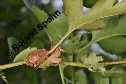 Wilde Weißdorn-Hybride, Crataegus Hybride, Crataegus Hybride, Wilde Weißdorn-Hybride, Rosaceae, Galle, Galle durch Rostpilz Gymnosporangium clavariaeforme Kauf von 07068_crataegus_hybride_dsc_1970.jpg