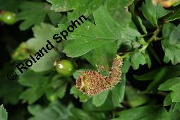Wilde Weißdorn-Hybride, Crataegus Hybride, Crataegus Hybride, Wilde Weißdorn-Hybride, Rosaceae, Galle, Galle durch Rostpilz Gymnosporangium clavariaeforme Kauf von 07068_crataegus_hybride_dsc_1971.jpg
