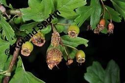 Wilde Weißdorn-Hybride, Crataegus Hybride, Crataegus Hybride, Wilde Weißdorn-Hybride, Rosaceae, Galle, Galle durch Rostpilz Gymnosporangium clavariaeforme Kauf von 07068_crataegus_hybride_dsc_1972.jpg