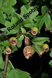 Wilde Weißdorn-Hybride, Crataegus Hybride, Crataegus Hybride, Wilde Weißdorn-Hybride, Rosaceae, Galle, Galle durch Rostpilz Gymnosporangium clavariaeforme Kauf von 07068_crataegus_hybride_dsc_1973.jpg