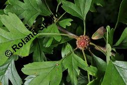 Wilde Weißdorn-Hybride, Crataegus Hybride, Crataegus Hybride, Wilde Weißdorn-Hybride, Rosaceae, Galle, Galle durch Rostpilz Gymnosporangium clavariaeforme Kauf von 07068_crataegus_hybride_dsc_1974.jpg