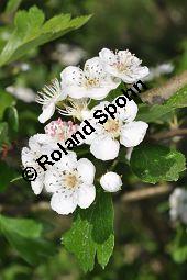 Wilde Weißdorn-Hybride, Crataegus Hybride, Crataegus Hybride, Wilde Weißdorn-Hybride, Rosaceae, Galle, Galle durch Rostpilz Gymnosporangium clavariaeforme Kauf von 07068_crataegus_hybride_dsc_3766.jpg