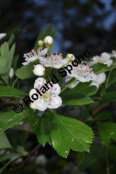 Wilde Weißdorn-Hybride, Crataegus Hybride, Crataegus Hybride, Wilde Weißdorn-Hybride, Rosaceae, Galle, Galle durch Rostpilz Gymnosporangium clavariaeforme Kauf von 07068_crataegus_hybride_dsc_3767.jpg