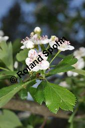 Wilde Weißdorn-Hybride, Crataegus Hybride, Crataegus Hybride, Wilde Weißdorn-Hybride, Rosaceae, Galle, Galle durch Rostpilz Gymnosporangium clavariaeforme Kauf von 07068_crataegus_hybride_dsc_3768.jpg