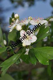 Wilde Weißdorn-Hybride, Crataegus Hybride, Crataegus Hybride, Wilde Weißdorn-Hybride, Rosaceae, Galle, Galle durch Rostpilz Gymnosporangium clavariaeforme Kauf von 07068_crataegus_hybride_dsc_3769.jpg