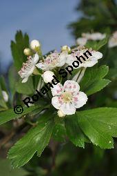 Wilde Weißdorn-Hybride, Crataegus Hybride, Crataegus Hybride, Wilde Weißdorn-Hybride, Rosaceae, Galle, Galle durch Rostpilz Gymnosporangium clavariaeforme Kauf von 07068_crataegus_hybride_dsc_3770.jpg