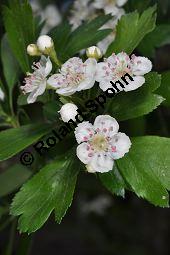 Wilde Weidorn-Hybride, Crataegus Hybride, Crataegus Hybride, Wilde Weidorn-Hybride, Rosaceae, Galle, Galle durch Rostpilz Gymnosporangium clavariaeforme Kauf von 07068_crataegus_hybride_dsc_3771.jpg