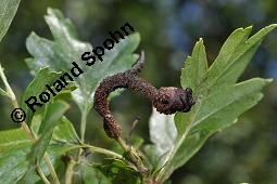 Wilde Weißdorn-Hybride, Crataegus Hybride, Crataegus Hybride, Wilde Weißdorn-Hybride, Rosaceae, Galle, Galle durch Rostpilz Gymnosporangium clavariaeforme Kauf von 07068_crataegus_hybride_dsc_5480.jpg
