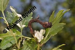 Wilde Weißdorn-Hybride, Crataegus Hybride, Crataegus Hybride, Wilde Weißdorn-Hybride, Rosaceae, Galle, Galle durch Rostpilz Gymnosporangium clavariaeforme Kauf von 07068_crataegus_hybride_dsc_5481.jpg