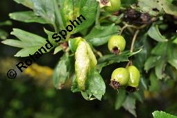 Wilde Weißdorn-Hybride, Crataegus Hybride, Crataegus Hybride, Wilde Weißdorn-Hybride, Rosaceae, Galle, Galle durch Rostpilz Gymnosporangium clavariaeforme Kauf von 07068_crataegus_hybride_dsc_5482.jpg